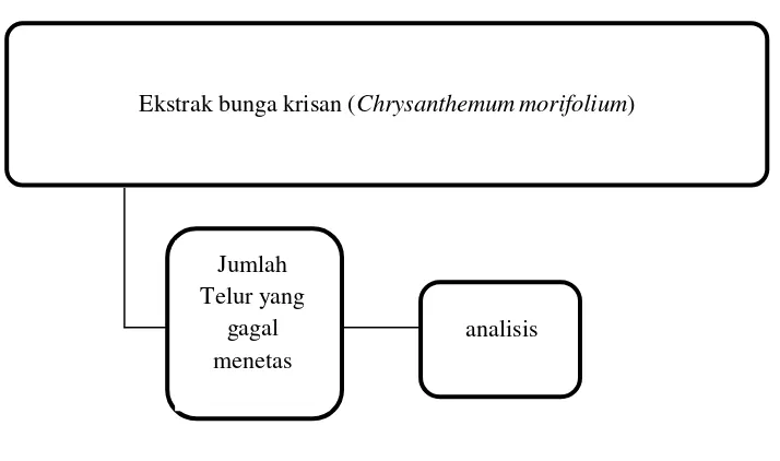 Gambar 12. Kerangka Konsep 