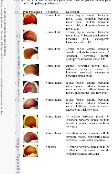 Tabel 4 Pola pewarnaan tetrazolium pada benih cabai (Capsicum annum) pada 