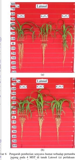 Gambar 6   Pengaruh pemberian senyawa humat terhadap pertumbuhan tanaman 