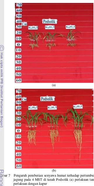 Gambar 7   Pengaruh pemberian senyawa humat terhadap pertumbuhan tanaman 