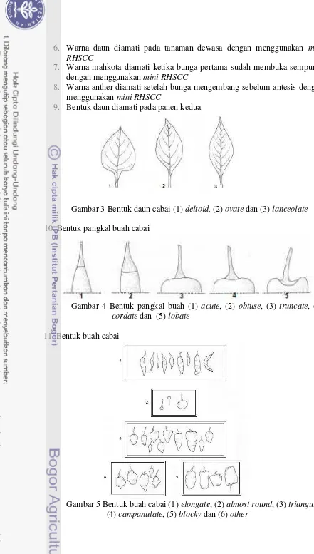 Gambar 3 Bentuk daun cabai (1) deltoid, (2) ovate dan (3) lanceolate 