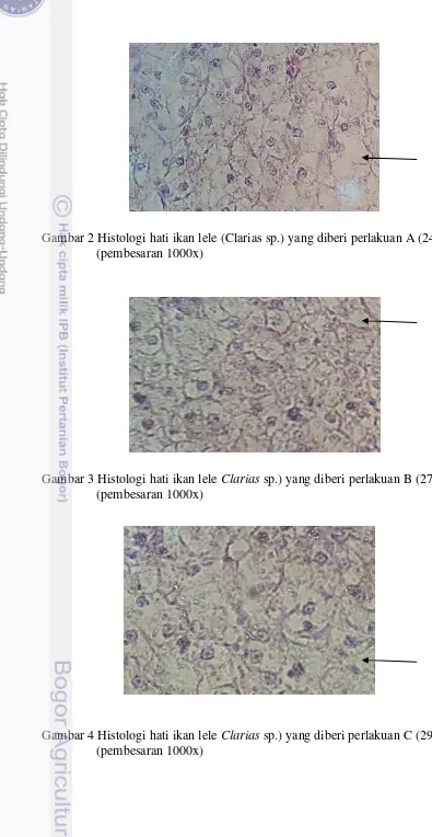 Gambar 2 Histologi hati ikan lele (Clarias sp.) yang diberi perlakuan A (24%) 