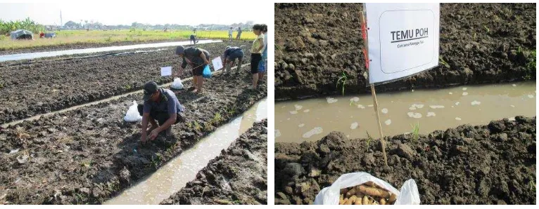 Gambar 1 dan 2 . Sosialisasi di Kelurahan Pedungan 