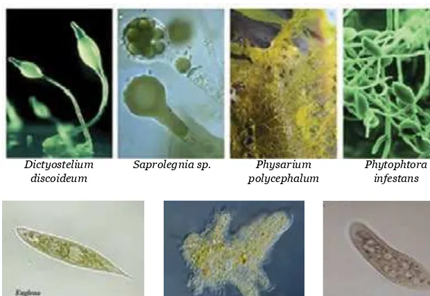 Gambar. 3.6. Alga merah: (a) Eucheuma spinosum, (b) Gracillaria sp. ,(c) Alga hijau: Ulva, sp, dan (d) Alga Coklat; Fucus, sp