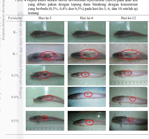 Tabel 4 Gejala klinis infeksi motile aeromonad septicaemia (MAS) pada ikan lele 