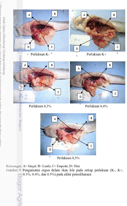 Gambar 9 Pengamatan organ dalam ikan lele pada setiap perlakuan (K-, K+, 