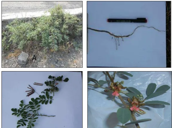Gambar 1.Karakter morfologi tanaman taum. A; Perdutegak,bercabang banyak. B; Akar tunggang