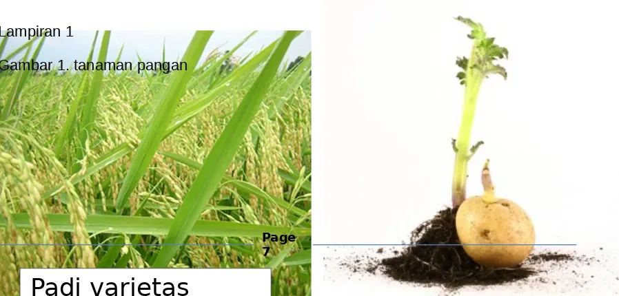 Gambar 1. tanaman pangan