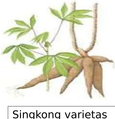 Gambar tanaman horti