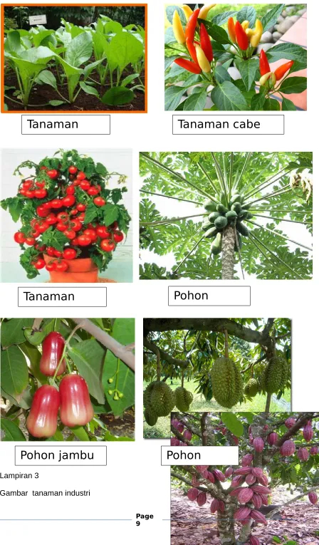 Gambar  tanaman industri