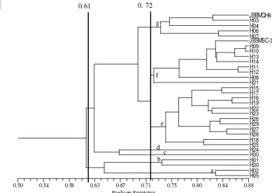 Gambar 6. Dendrogram kemiripan genotipik hasil analisis gerombol dengan metode pengelompokan UPGMA berdasarkan 105 pola pita DNA