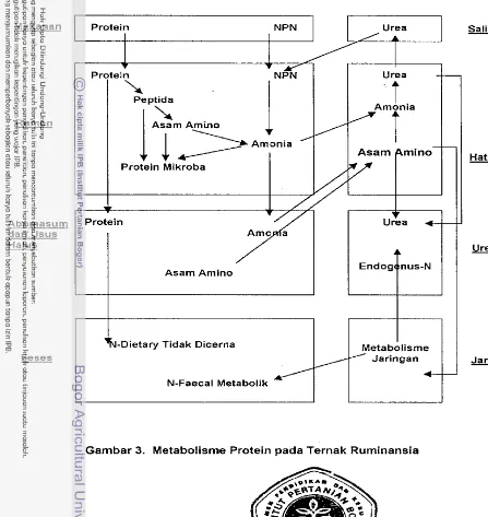 Gambar 3. Metabolisme Protein pada Ternak Ruminansia 