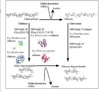 Gambar 3. Proses dan enzim yang terlibat dalam degradasi senyawa  kitin  