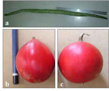 Gambar 6. Bentuk buah : (a). T. cucumerina var. anguina (buni, silindris anjang), (b)