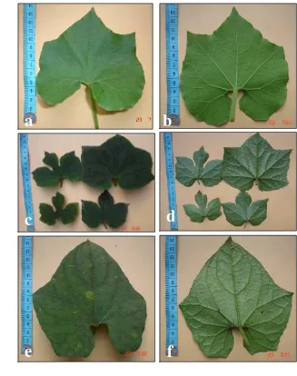 Gambar 8. Bentuk permukaan daun  Trichosanthes : (a) bagian atas daun dan (b) bagian bawah daun T