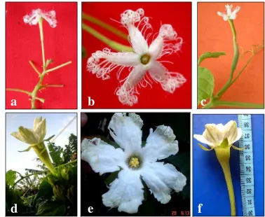 Gambar 9. Morfologi bunga Trichosanthes : (a) bunga jantan pada tandan  bunga, (b) bunga jantan dilihat dari arah atas dan (c) bunga betina dari T
