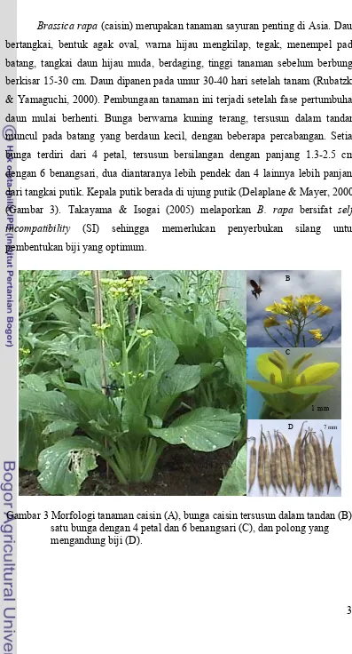 Gambar 3 Morfologi tanaman caisin (A), bunga caisin tersusun dalam tandan (B), 