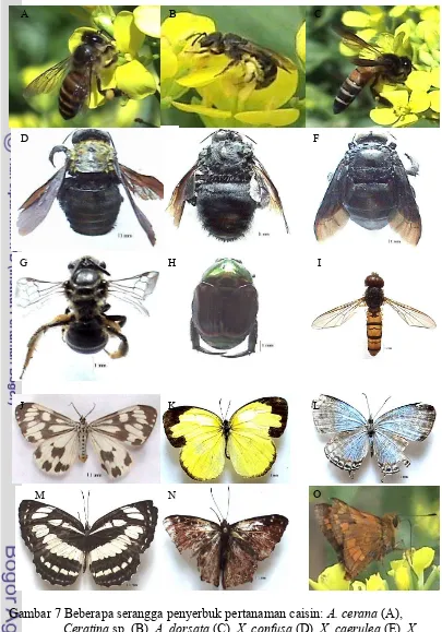 Gambar 7 Beberapa serangga penyerbuk pertanaman caisin: A. cerana (A), 