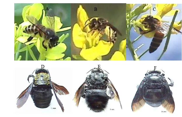 Tabel 9 Jumlah kunjungan enam spesies lebah penyerbuk pada pertanaman caisin.