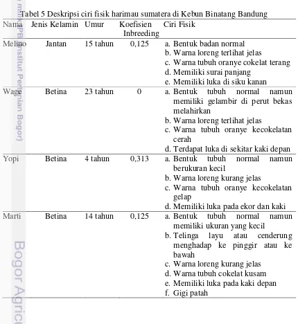Tabel 5 Deskripsi ciri fisik harimau sumatera di Kebun Binatang Bandung 