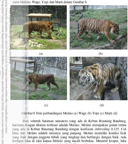 Gambar 6 Foto perbandingan Melino (a) Wage (b) Yopi (c) Marti (d) 