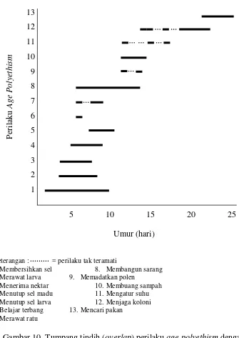 Gambar 10 Tumpang tindih (overlap) perilaku age polyethism dengan umurpada lebah A. cerana nomor 13 (Koloni II, kohort 1).