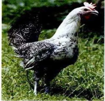 Gambar 1.  Ayam arab silver  