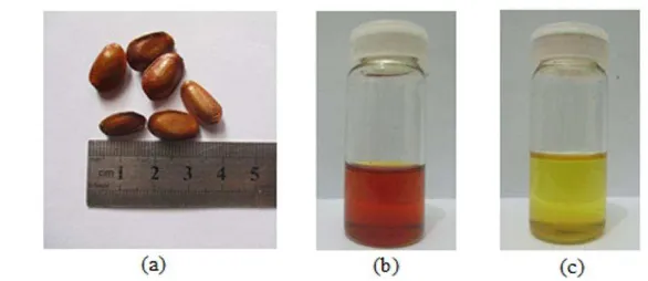 Gambar 1 Biji buah nona sabrang Annona glabra L. (a), hasil ekstraksi dengan pelarut etil asetat (b), dan hasil ekstraksi dengan pelarut n-heksan (c) 