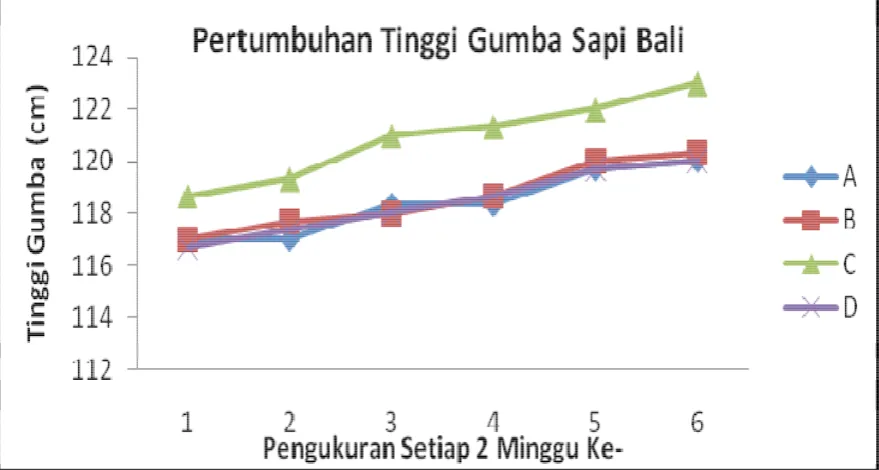 Gambar 3.4 Pertumbuhan Tinggi Gumba Sapi Bali Setiap 2 Minggu Pengukuran 