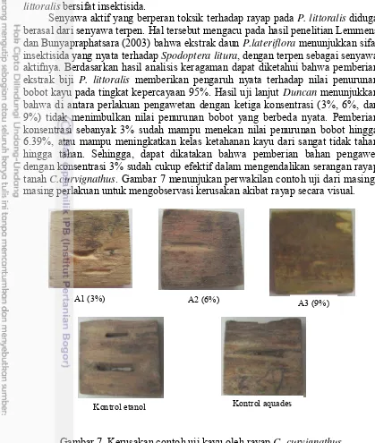 Gambar 7  Kerusakan contoh uji kayu oleh rayap C. curvignathus