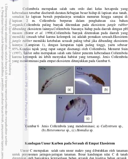 Gambar 6 Jenis Collembola yang mendominasi; a)  Callyntrura sp., 