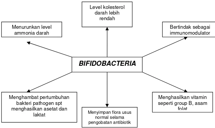 Gambar 2. Sifat bifidobacteria yang bermanfaat bagi kesehatan manusia 