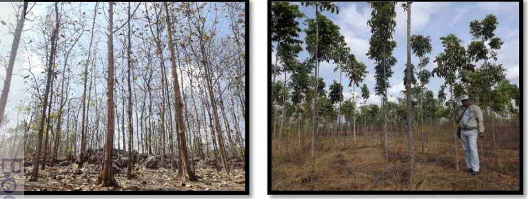 Gambar  2  Kondisi Pengelolaan Hutan Rakyat FMU Karsa Lestari 