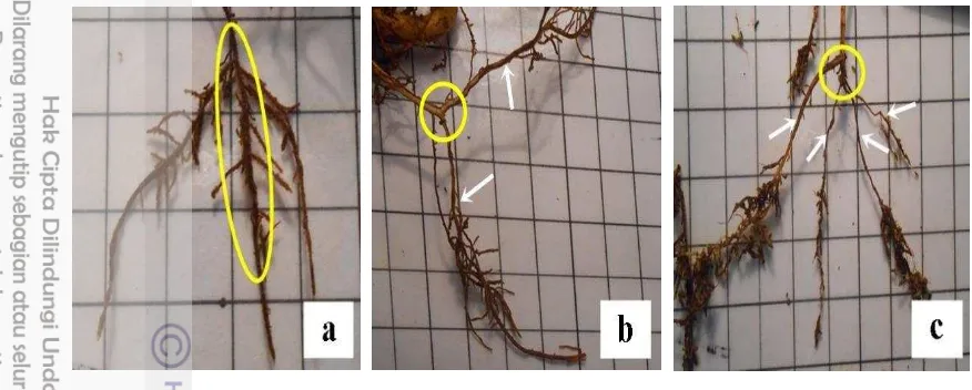 Gambar 2  Sistem percabangan akar pada bibit melinjo: (a) akar lateral normal,          