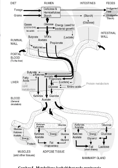Gambar 5   Metabolisme karbohidrat pada ruminansia 