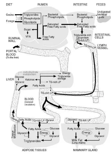 Gambar 6   Metabolisme lemak pada ruminansia                  (Sumber : Bio-Tec Research  2007) 