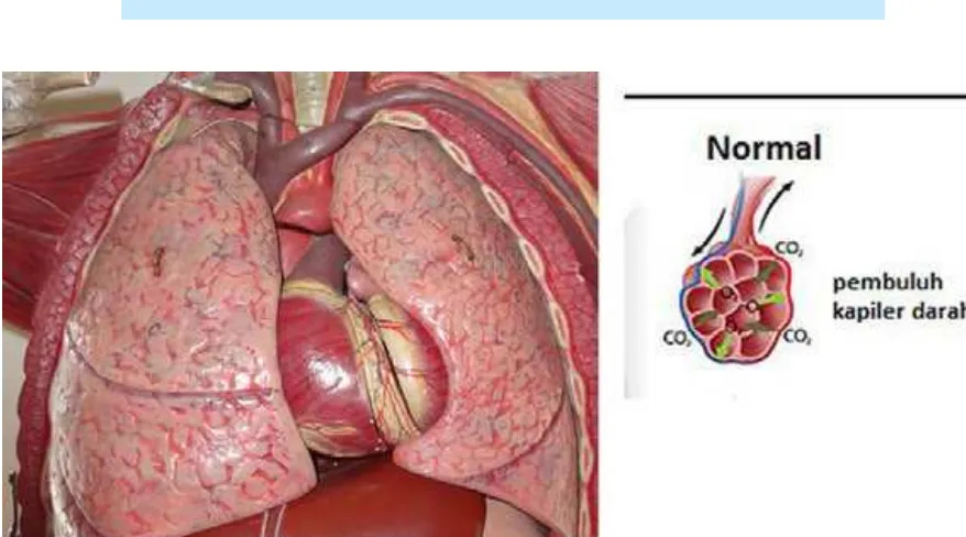 Gambar 8.7  Struktur paru-paru pada manusia dan proses bernapas pada alveolus