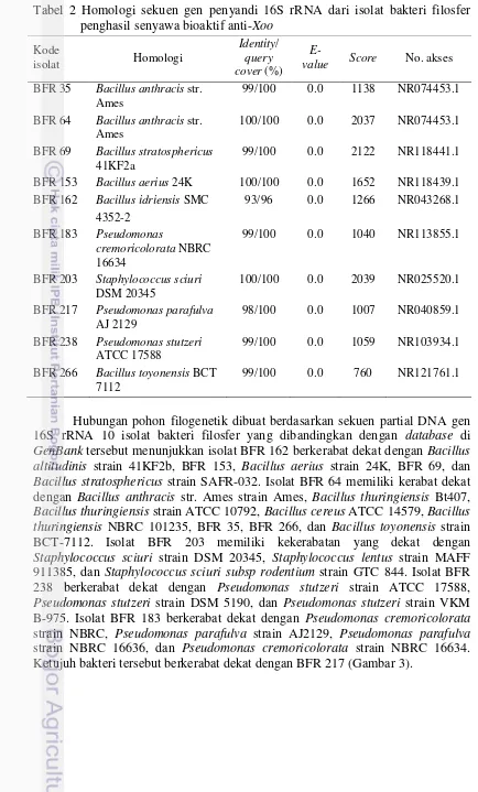 Tabel 2 Homologi sekuen gen penyandi 16S rRNA dari isolat bakteri filosfer penghasil senyawa bioaktif anti-Xoo 