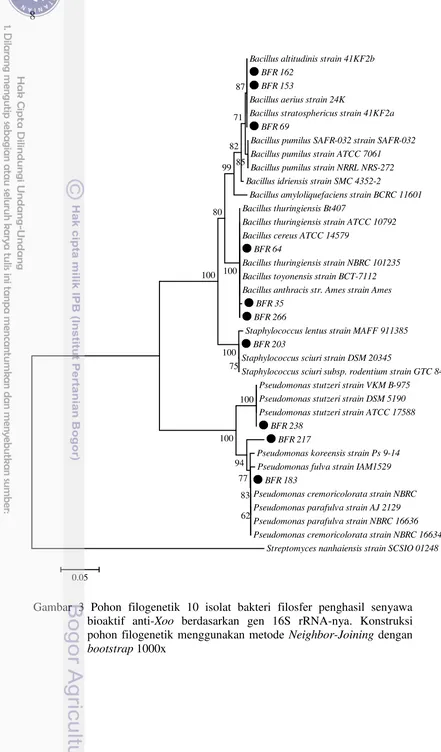 Gambar 3 Pohon filogenetik 10 isolat bakteri filosfer penghasil senyawa  