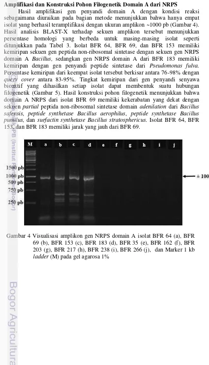 Gambar 4 Visualisasi amplikon gen NRPS domain A isolat BFR 64 (a), BFR 