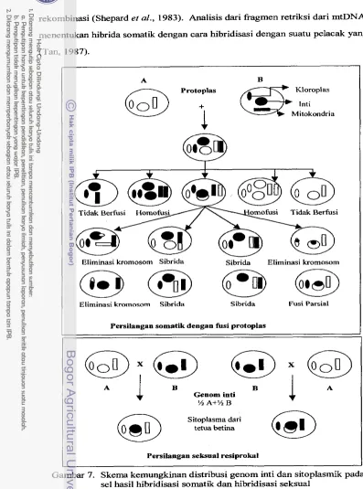 Gambar 7. Skema kemungkinan distribusi genom inti dan sitoplasmik pada 