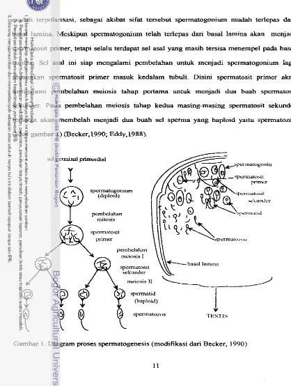 Gambar 1. Diagram proses spermatogenesis (modifikasi dari Becker, 1990) 