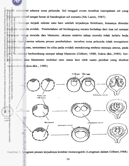 Gambar 3. Diagram proses te jadinya kembar monozigotik (longman dalam Gilbert,1988). 
