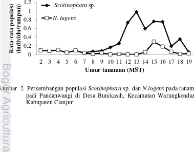 Gambar  2  Perkembangan populasi Scotinophara sp. dan N.lugens pada tanaman 