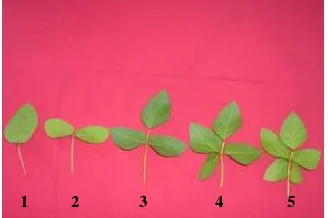 Tabel 5   Jumlah tanaman M-1, jumlah mutan dan frekuensi mutan jumlah anak daun per seribu tanaman M-1 pada lima dosis irradiasi kultivar Lumut dan Slamet 