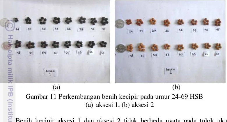 Gambar 11 Perkembangan benih kecipir pada umur 24-69 HSB 