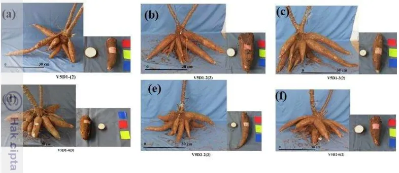 Gambar 2  Penampilan umbi mutan ubi kayu stabil pada generasi M1V2: (a) V5D1-