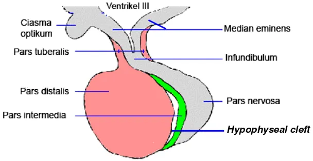Gambar 3  Hipofise dan bagian-bagiannya. Pars intermedia (warna hijau), berbatasan langsung dengan pars nervosa, dengan pars distalis dipisahkan oleh hypophyseal cleft(Sumber: KUL 2000)