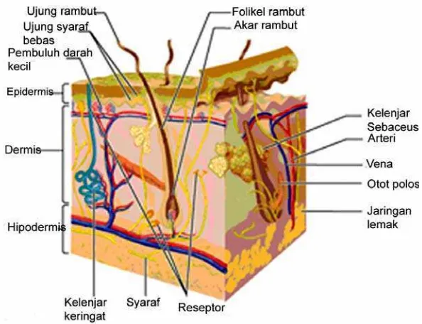 Gambar 10 Struktur umum kulit. Secara umum terdiri atas lapisan epidermis, dermis dan hipodermis  (Sumber: Anonim 2000)