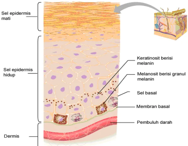 Gambar 11 Lapisan epidermis kulit dan bagian-bagiannya. Melanosit dengan granul melanosom terletak di membran basal (stratum basale), keratinosit di lapisan superfisial berhubungan erat dengan melanosit (Sumber: Anonim 2006)